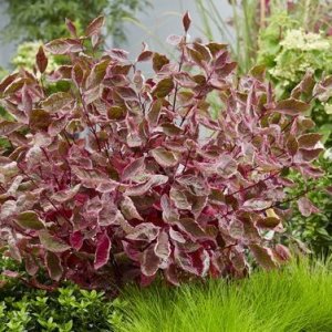 Drieň biely (Cornus alba) ´MIRACLE´ – výška 70-90 cm, kont. C2L (-34°C)